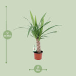 Load image into Gallery viewer, Yucca - Ø12cm - ↕50cm