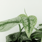 Epipremnum pinnatum 'Pictus Trebie' (Scindapsus) - 2 plants - Ø15cm - ↕25cm