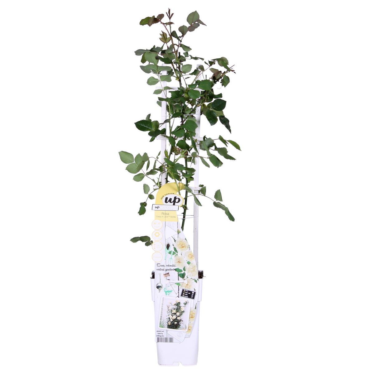 Rosa 'Crazy in love', Bianco crema - Ø15cm - ↕65cm