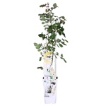 Load image into Gallery viewer, Rosa &#39;Crazy in love&#39;, Vanilla - Ø15cm - ↕65cm
