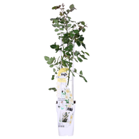 Rosa 'Crazy in love', Bianco crema - Ø15cm - ↕65cm