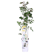 Rosa 'Crazy in love', Vanilla - Ø15cm - ↕65cm