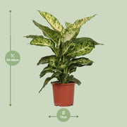 Dieffenbachia seguine 'Mars' - Ø17cm - ↕50cm