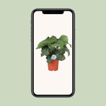 Load image into Gallery viewer, Calathea orbifolia - Ø21cm - ↕65cm
