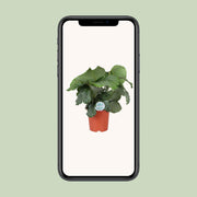 Calathea orbifolia - Ø21cm - ↕65cm