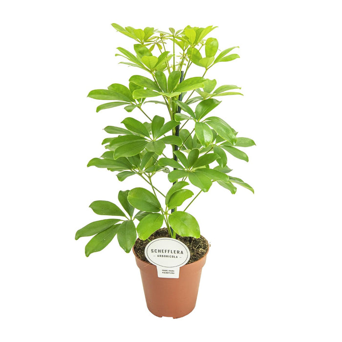 Schefflera compacta 'Nora' - Ø13cm - ↕45cm