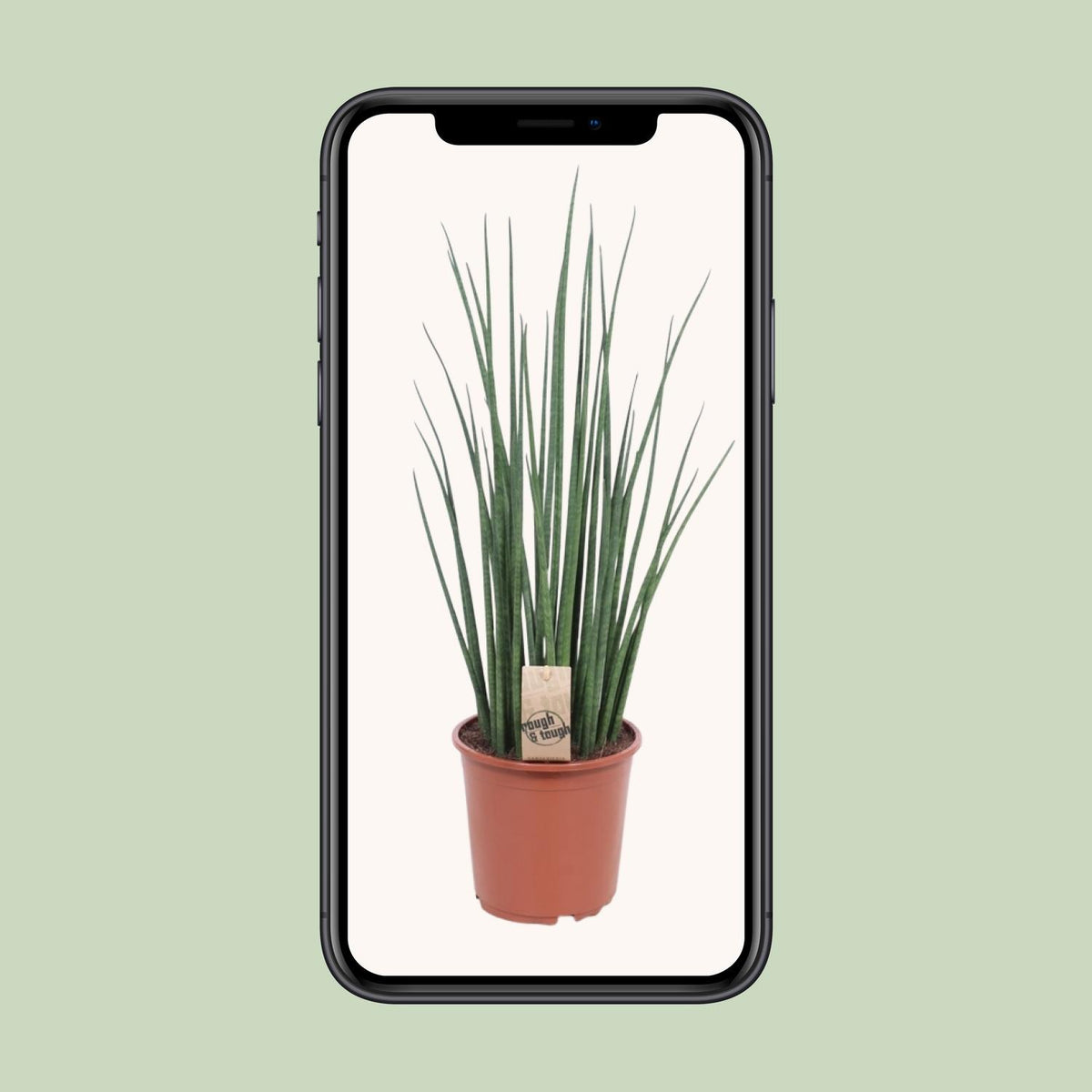 Sansevieria bacularis 'Mikado' - Ø19cm - ↕70cm