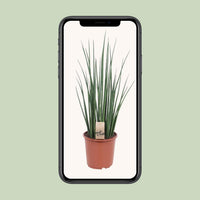 Sansevieria bacularis 'Mikado' - Ø19cm - ↕70cm