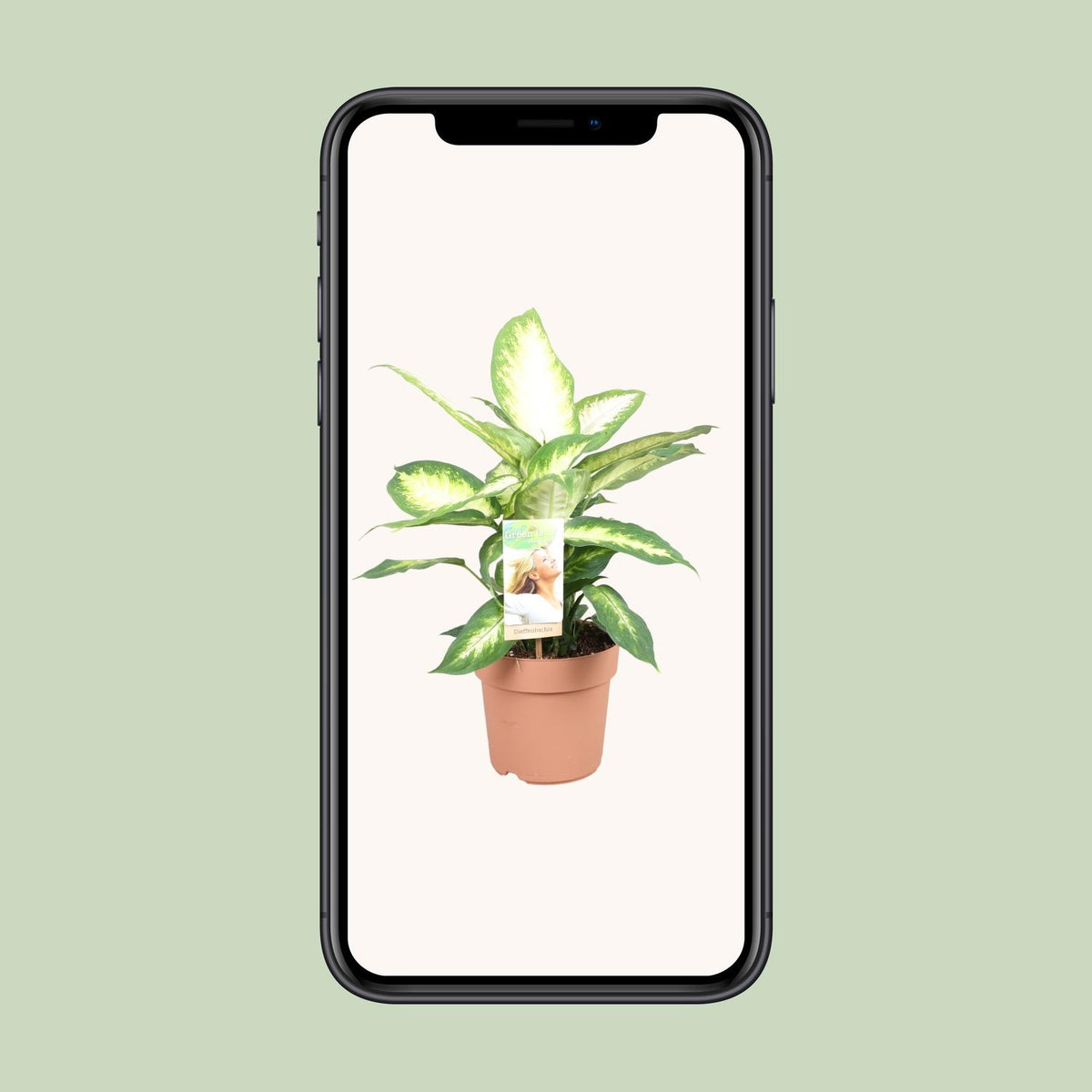 Dieffenbachia seguine 'Camilla' - Ø17cm - ↕45cm
