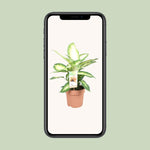 Load image into Gallery viewer, Dieffenbachia seguine &#39;Camilla&#39; - Ø17cm - ↕45cm
