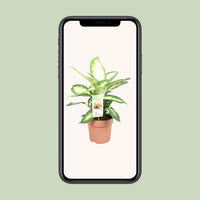Dieffenbachia seguine 'Camilla' - Ø17cm - ↕45cm