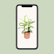 Dieffenbachia seguine 'Camilla' - Ø17cm - ↕45cm