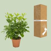 Schefflera compacta ‘Nora’ - Ø13cm - ↕35cm
