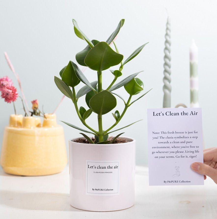 Clusia Rosea Gift "Let's Clean The Air" WITH GREETING CARD! - Ø12cm - ↕30cm