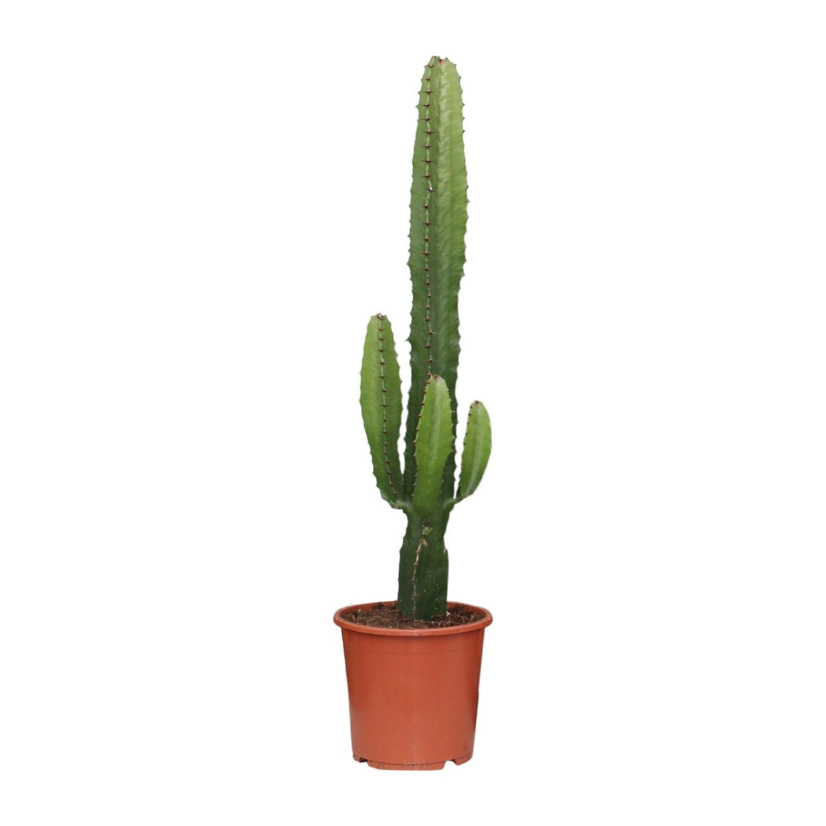 Euphorbia acrurensis - Ø17cm - ↕50cm