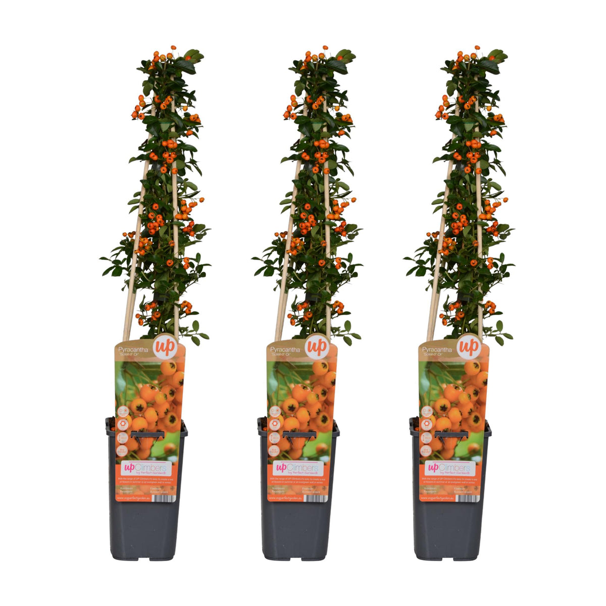 Pyracantha 'Soleil d'Or' - 3 piante - Ø15cm ↨65cm