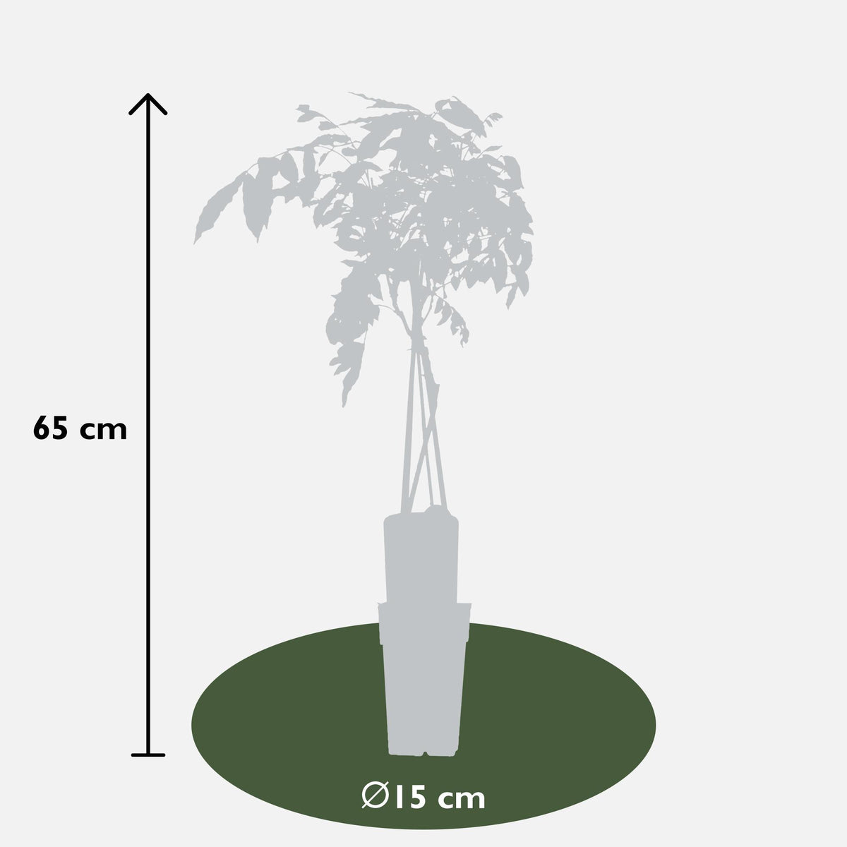 Wisteria sinensis 'Prolific' ("Glicine") - Ø15cm - ↕65cm