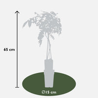 Wisteria sinensis 'Prolific' ("Glicine") - Ø15cm - ↕65cm