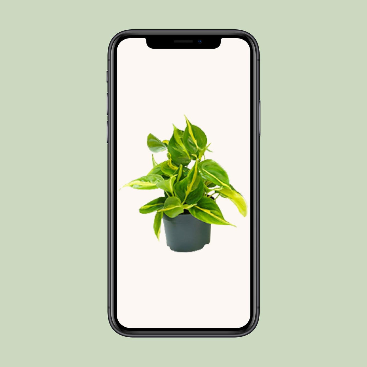 Philodendron scandens 'Brasil' - Ø12cm - ↕15cm