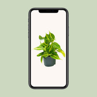 Philodendron scandens 'Brasil' - Ø12cm - ↕15cm