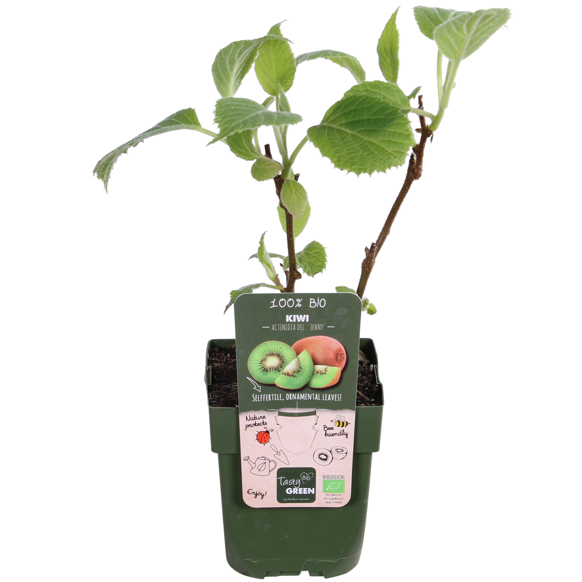 Actinidia delciosioa 'Jenny' (Kiwi) - 3 piante - ↨45cm - Ø13