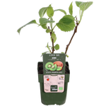 Load image into Gallery viewer, Actinidia delciosioa &#39;Jenny&#39; (Kiwi) - 3 plants - ↨45cm - Ø13
