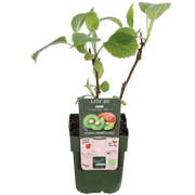 Actinidia delciosioa 'Jenny' (Kiwi) - 3 plants - ↨45cm - Ø13