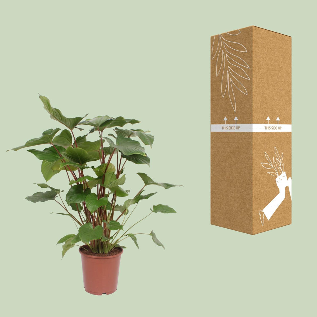 Homalomena rubescens 'Maggy' - Ø24cm - ↕90cm