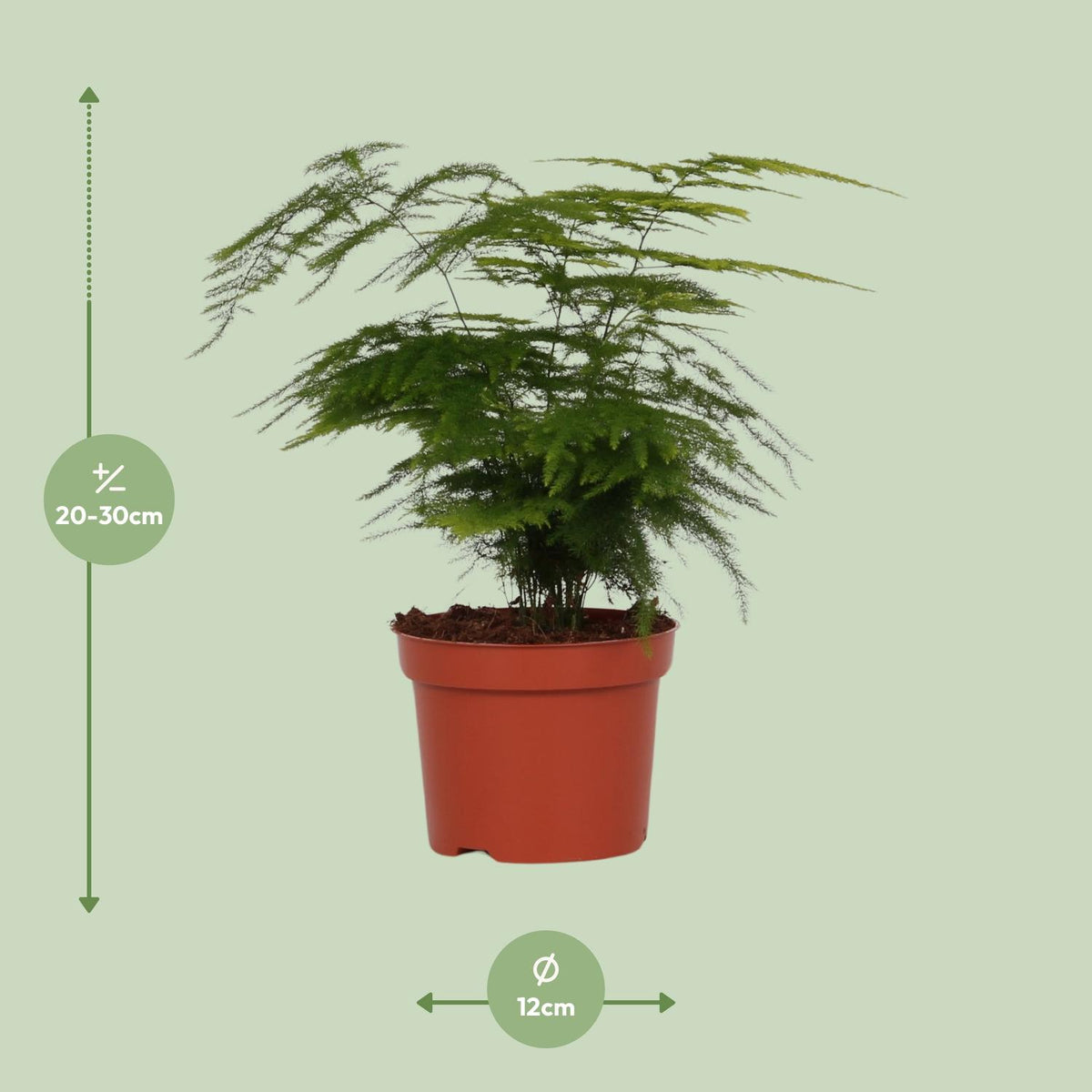 Asparagus setaceus - Ø12cm - ↕35cm