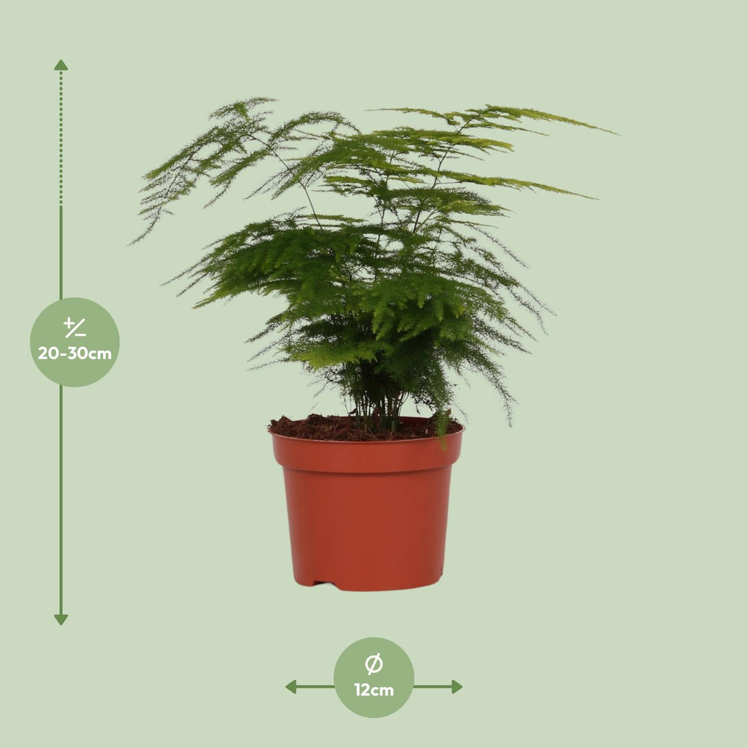 Asparagus setaceus - Ø12cm - ↕35cm