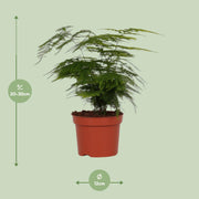 Asparagus setaceus - Ø12cm - ↕35cm