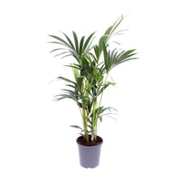 Howea Forsteriana (Kentia) - Ø21cm - ↕120cm