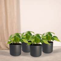 Philodendron scandens 'Brasil' - 4 plants - Ø12cm - ↕15cm