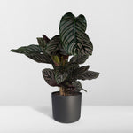 Load image into Gallery viewer, Calathea ornata - Ø19cm - ↕75cm

