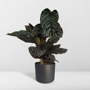 Calathea ornata - Ø19cm - ↕75cm