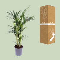 Howea Forsteriana (Kentia) - Ø21cm - ↕120cm