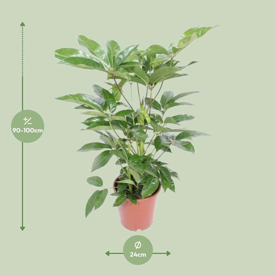 Schefflera actinophylla 'Amate' - Ø24cm - ↕100cm