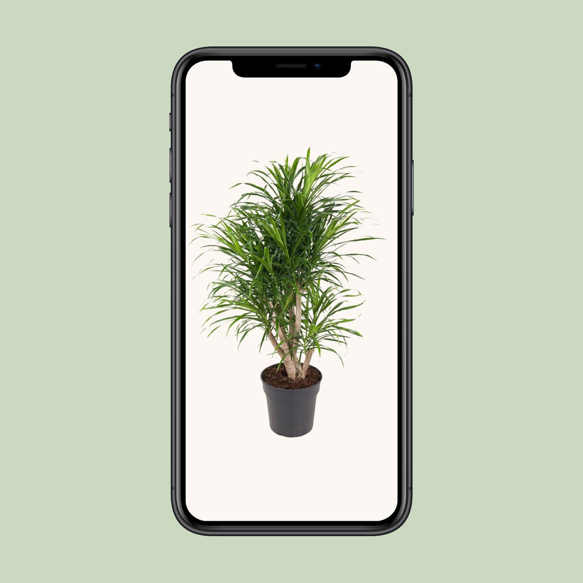 Dracaena fragrans 'Anita' - Ø24cm - ↕100cm