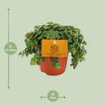 Load image into Gallery viewer, Sedum 'Tornado' - Ø10cm - ↕15cm