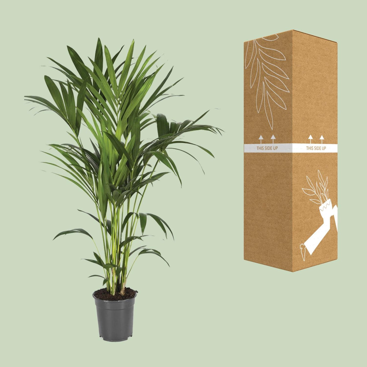 Howea Forsteriana (Kentia) - Ø21cm - ↕120cm