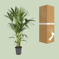 Howea Forsteriana (Kentia) - Ø21cm - ↕120cm