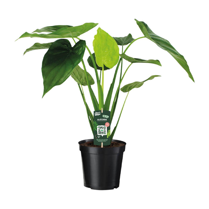 Alocasia cucullata (Elephant ear) - Ø19cm - ↕55cm