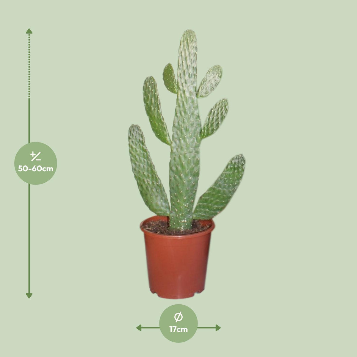 Opuntia consolea - Ø17cm - ↕55cm