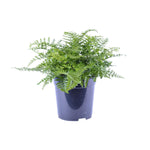 Load image into Gallery viewer, Asplenium parvati - Ø21cm - ↕40cm