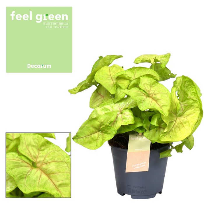 Syngonium podophyllum 'Golden' - Ø14cm - ↕30cm