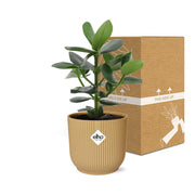 Clusia rosea 'Princess' in ELHO Vibes Fold, Yellow, Ø14cm ↕25cm