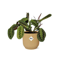Maranta leuconeura ‘Fascinator’ Tricolor in vaso ELHO Vibes Fold, Giallo, Ø14cm ↕25cm