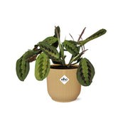 Maranta leuconeura ‘Fascinator’ Tricolor in ELHO Vibes Fold, Yellow, Ø14cm ↕25cm