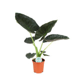 Load image into Gallery viewer, Alocasia 'Regal Shield' - Ø21cm - ↕90cm