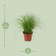 Cyperus alternifolius 'Zumula' (Cat Grass) - Ø12cm - ↕28cm